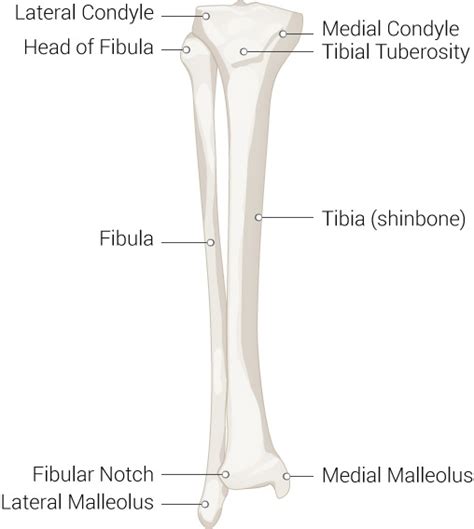 tibia hermes